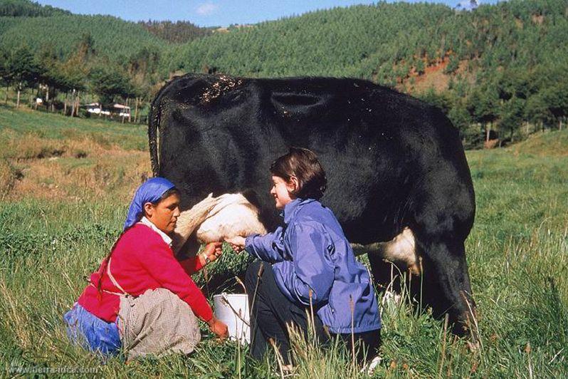 Granja Porcn, Cajamarca