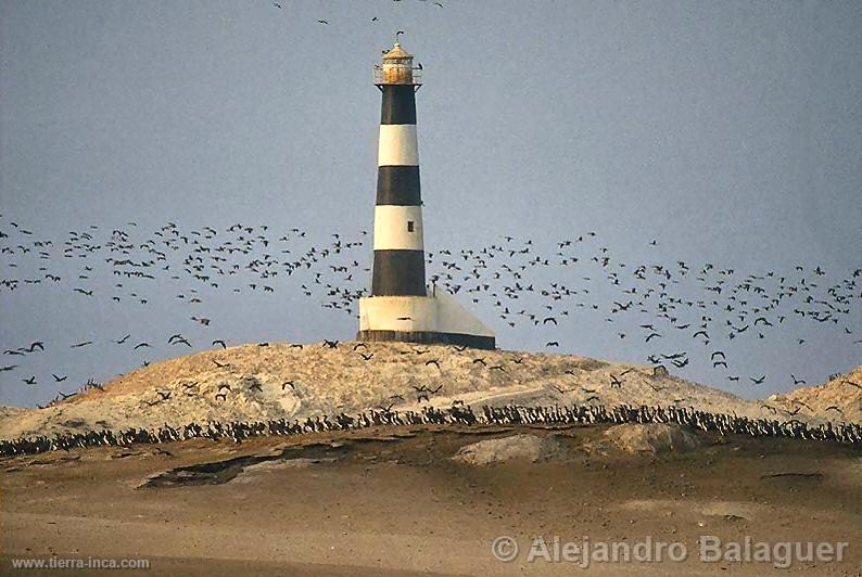 Punta Coles