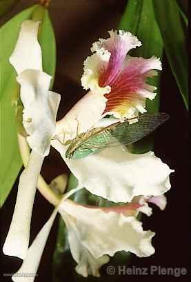 Orqudea y lucirnaga