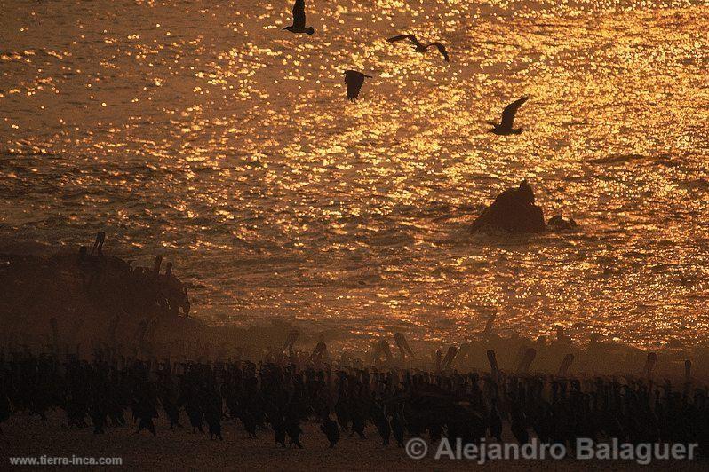 Atardecer en Punta Coles