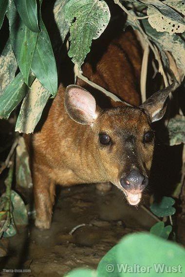 Venado gris