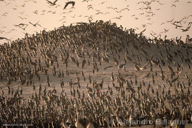 Aves en Punta Coles