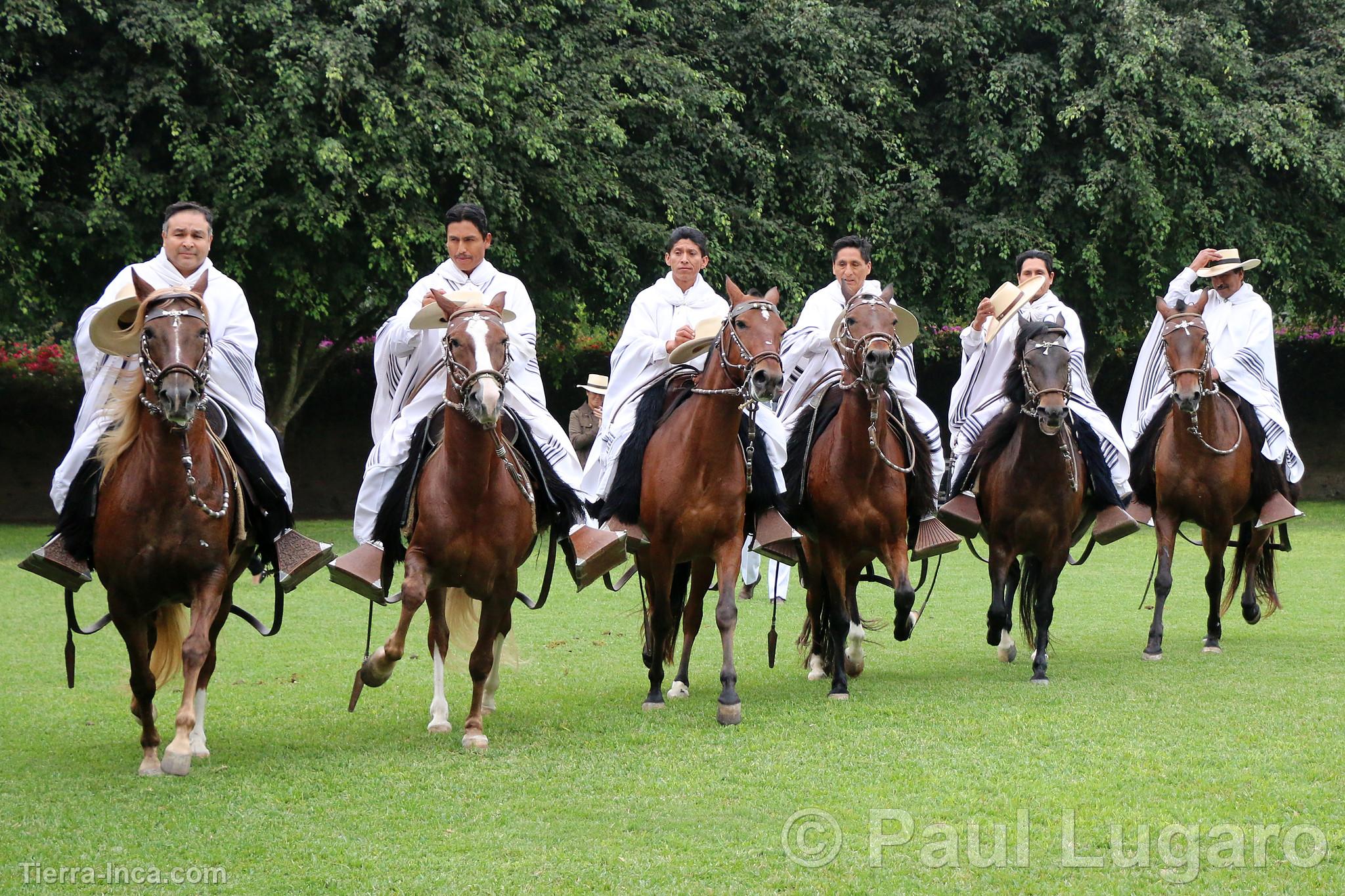 Caballos de paso