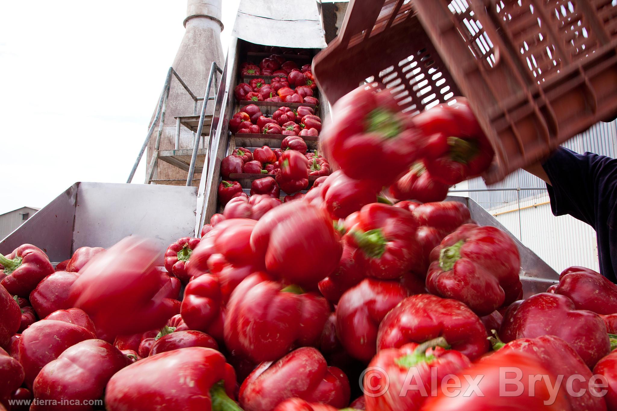 Procesamiento de pimiento