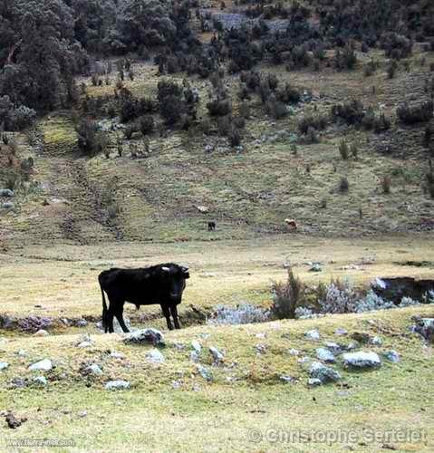 Cordillera Blanca