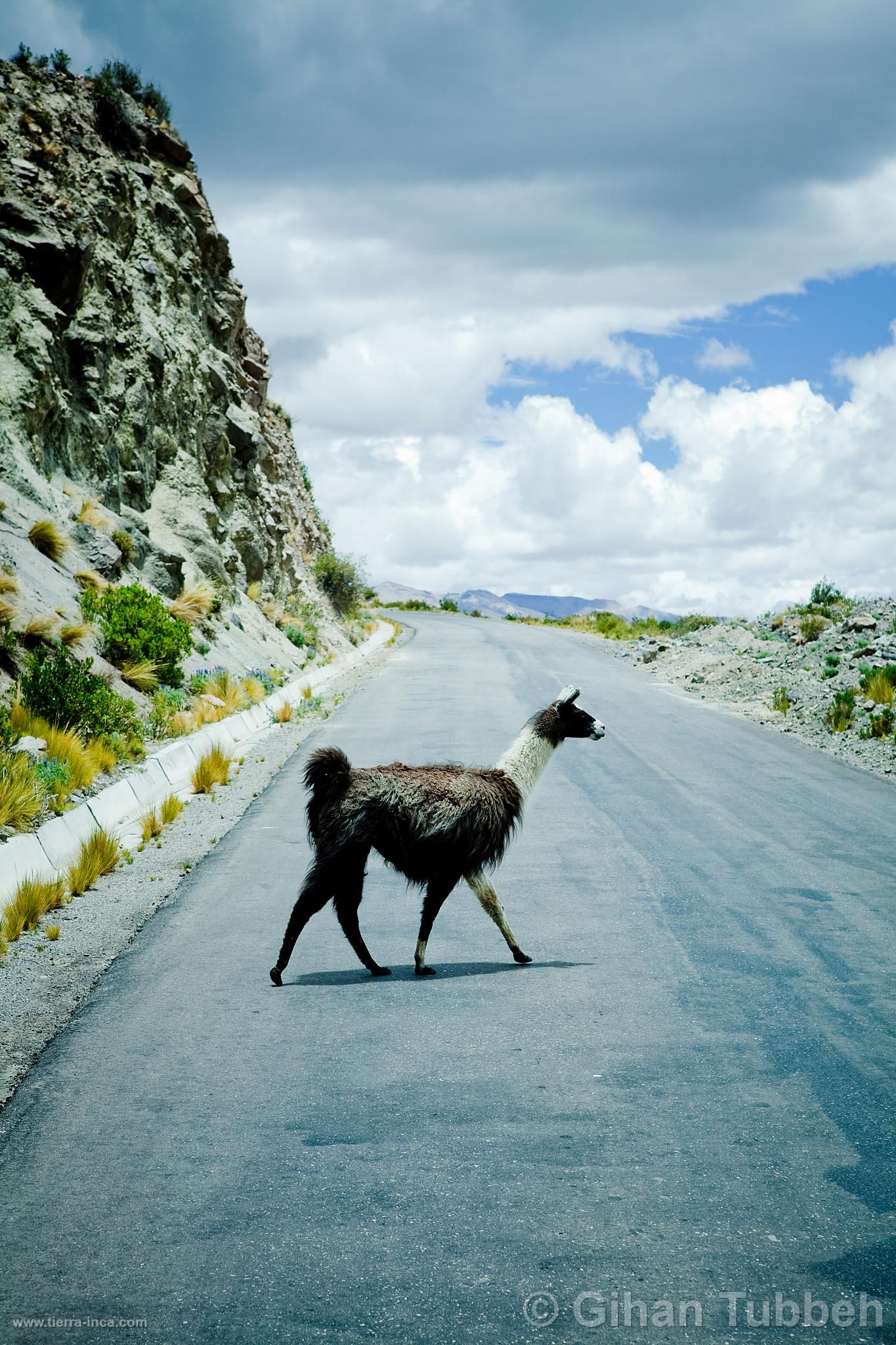 Llama en el Colca