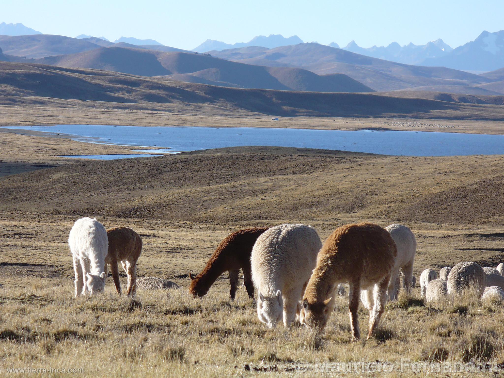 Alpacas