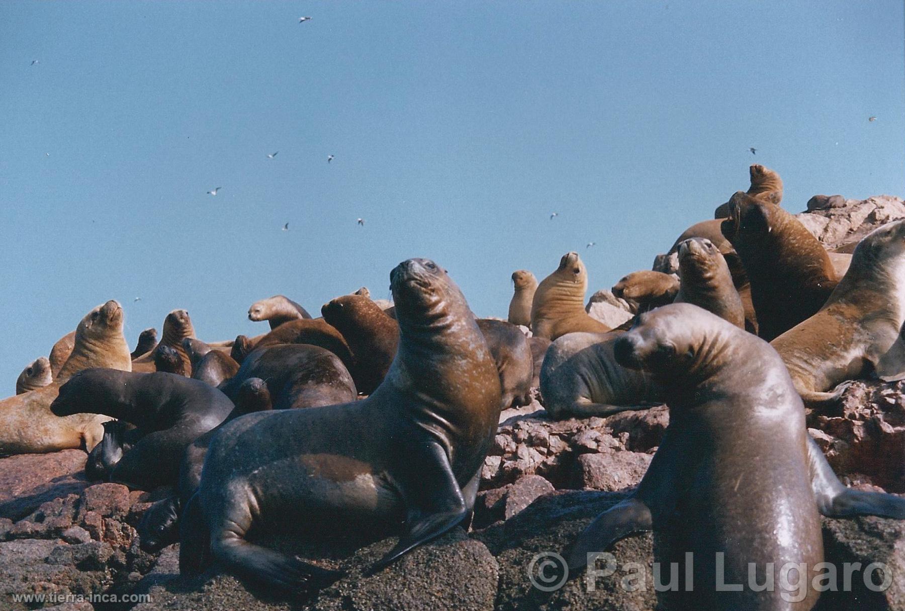 Islas Ballestas, Paracas