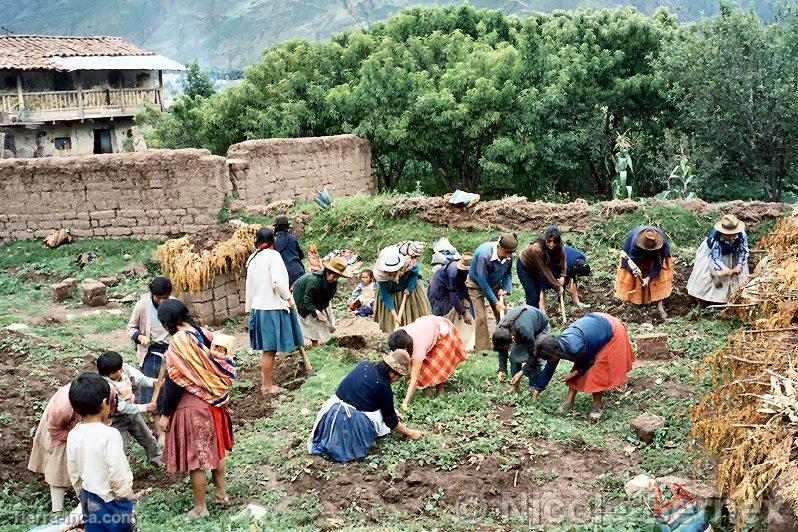 Faena en el huerto del Comité de Mujeres, Huaylas