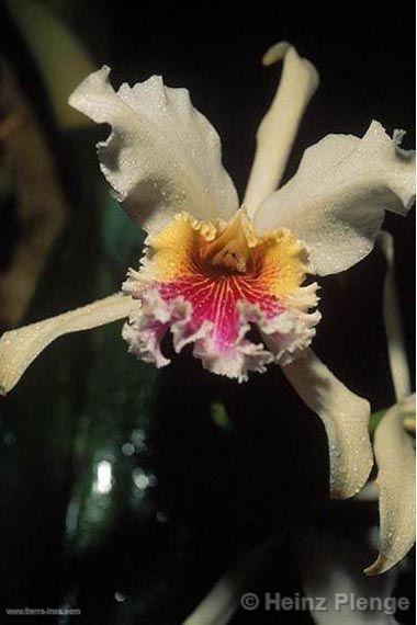 Orqudea Catleya rex