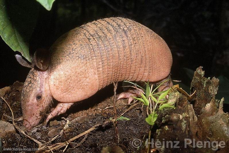 Armadillo