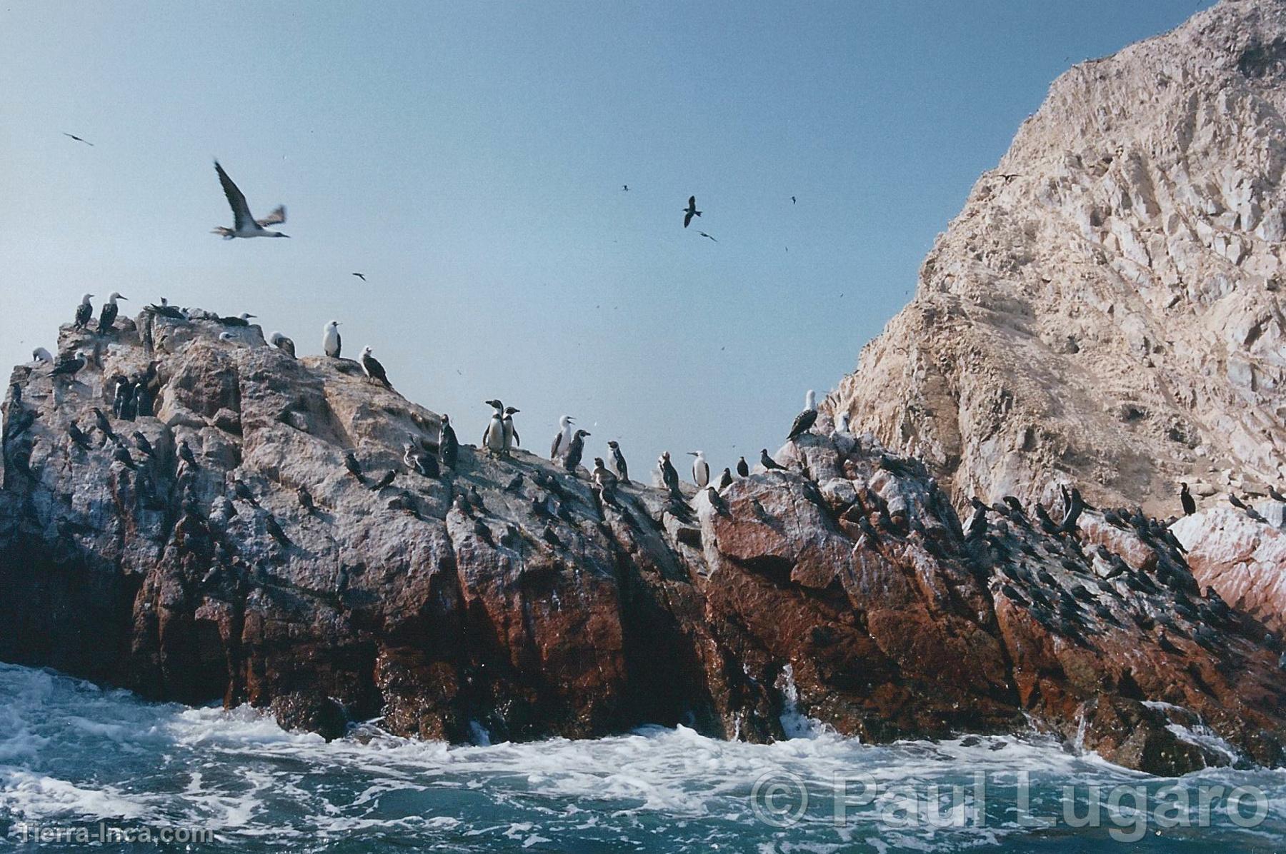 Islas Ballestas, Paracas