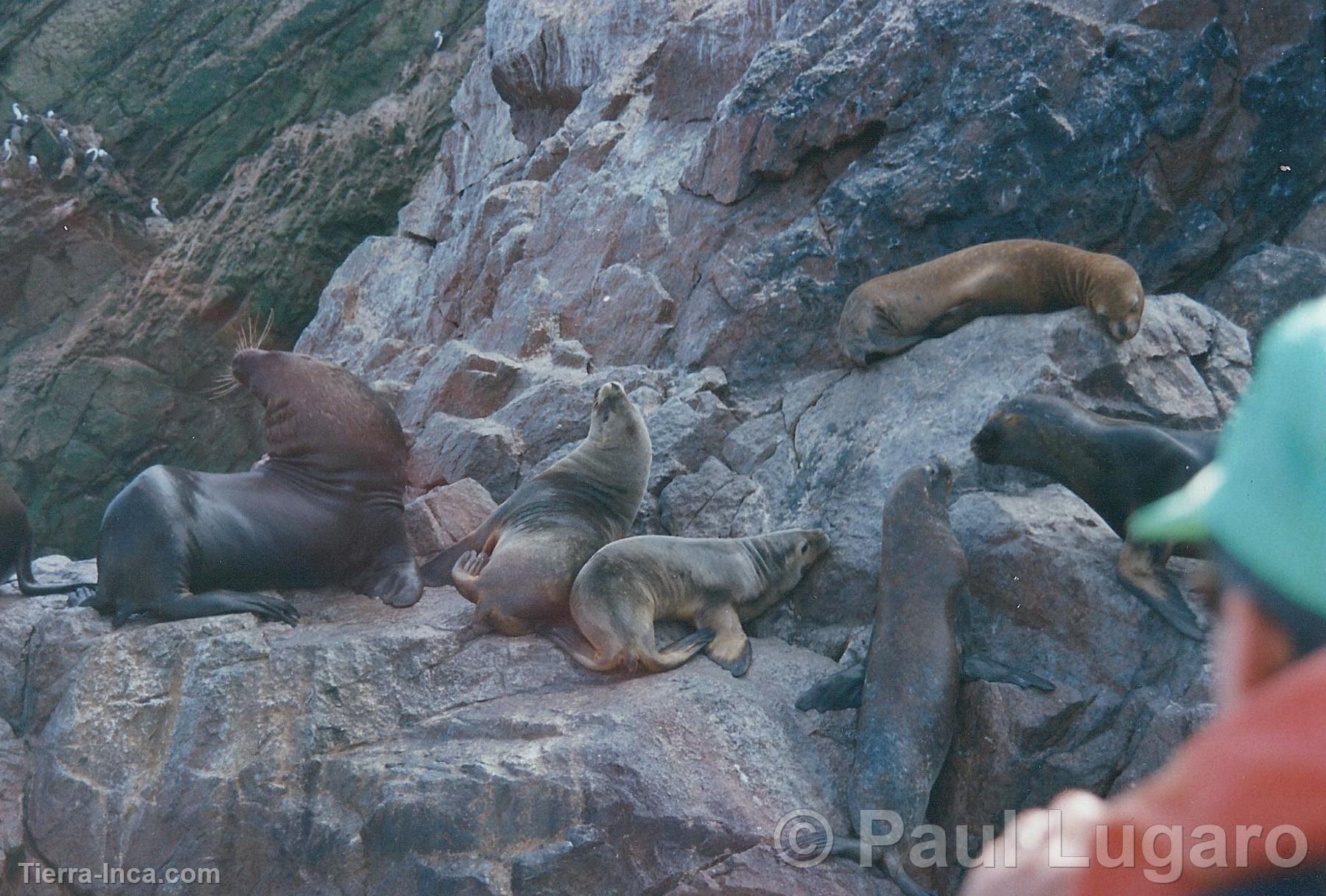 Islas Ballestas, Paracas