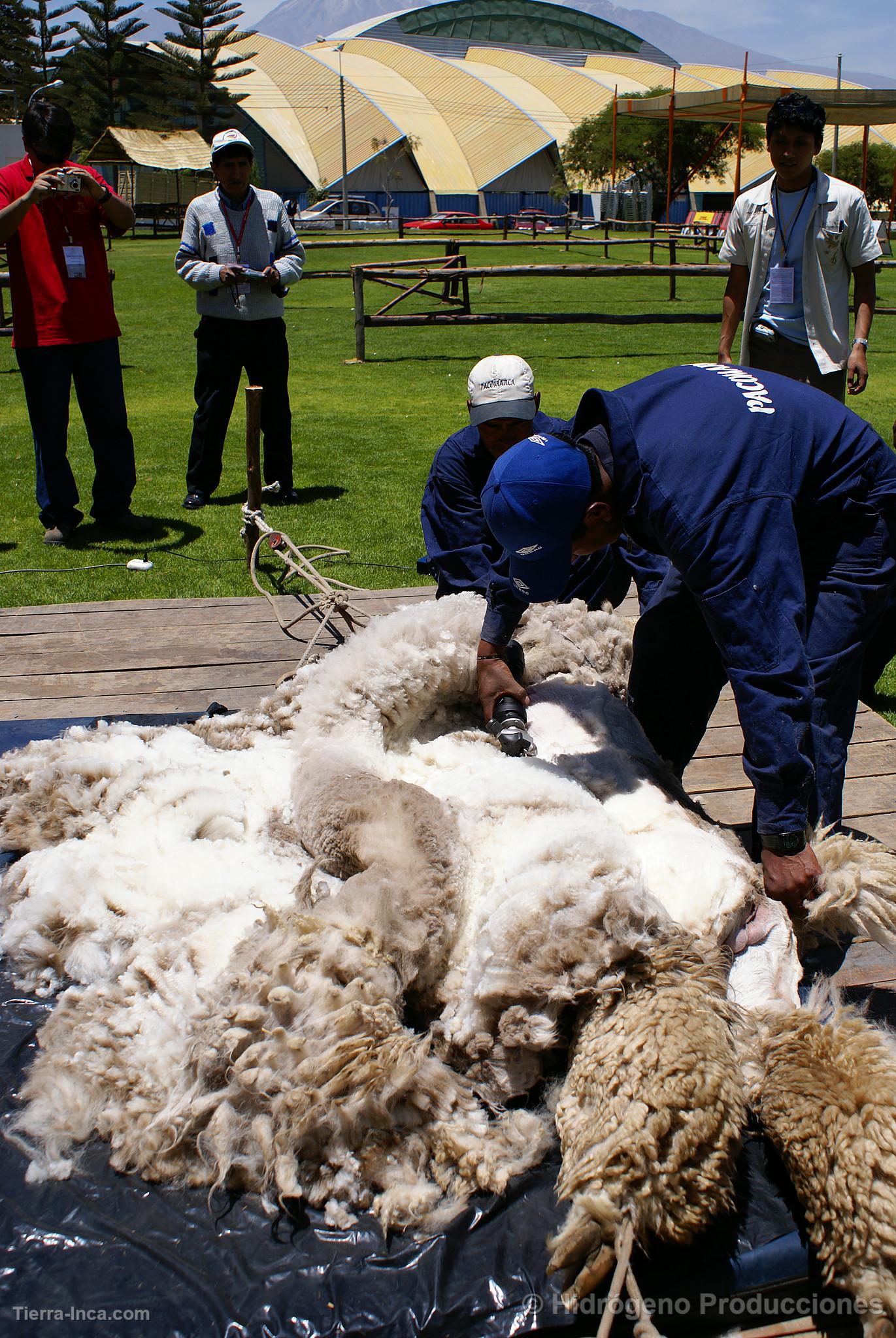 Exhibicin de alpacas