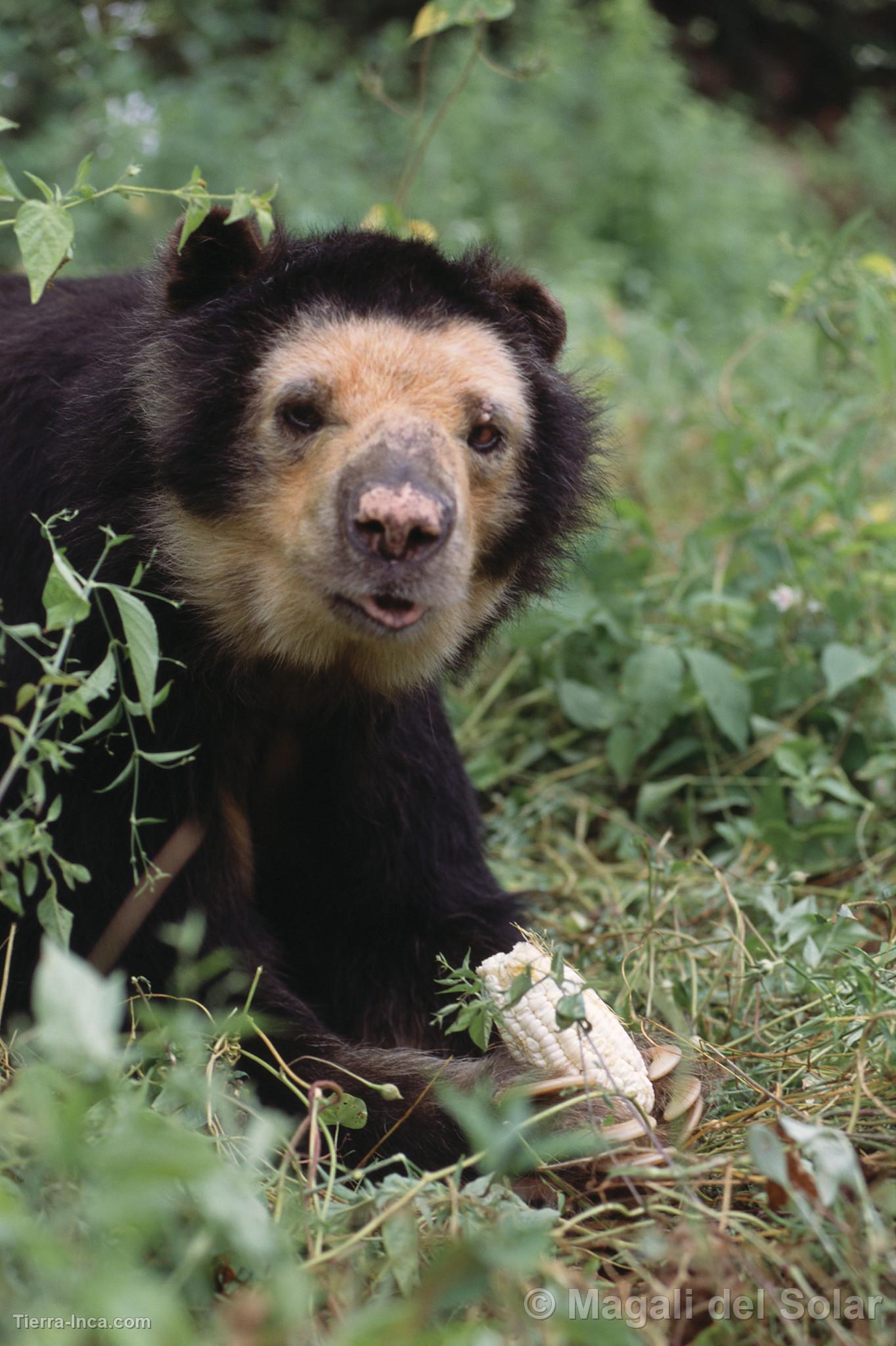 Oso de anteojos