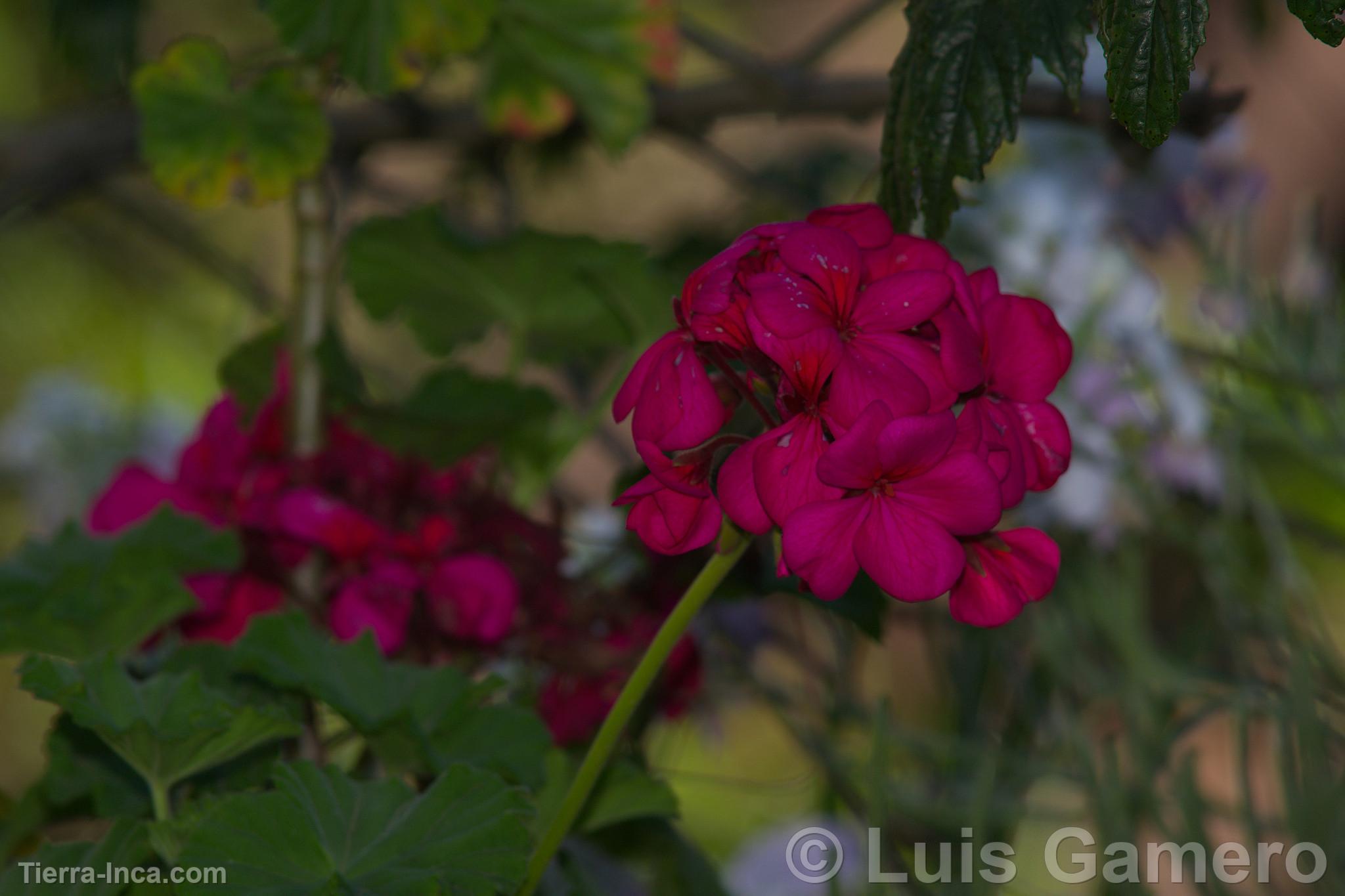 Flores silvestres