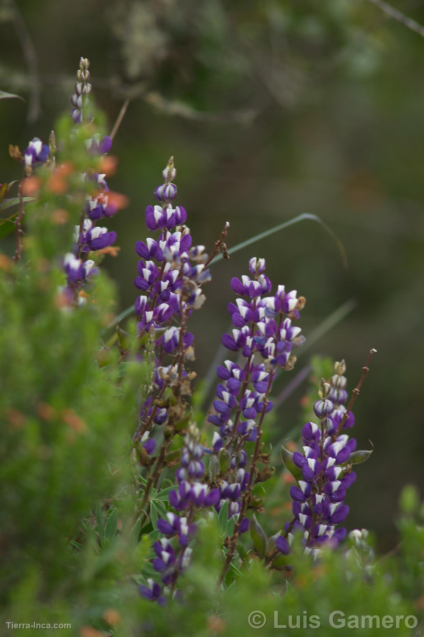 Flores silvestres, Kuélap