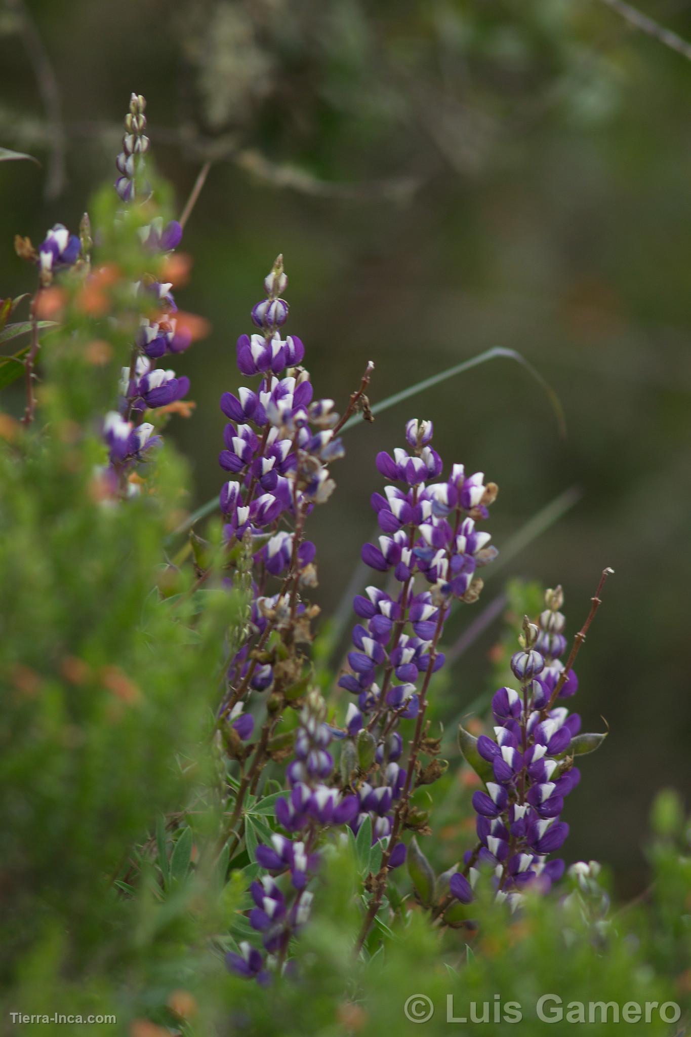 Flores silvestres, Kulap