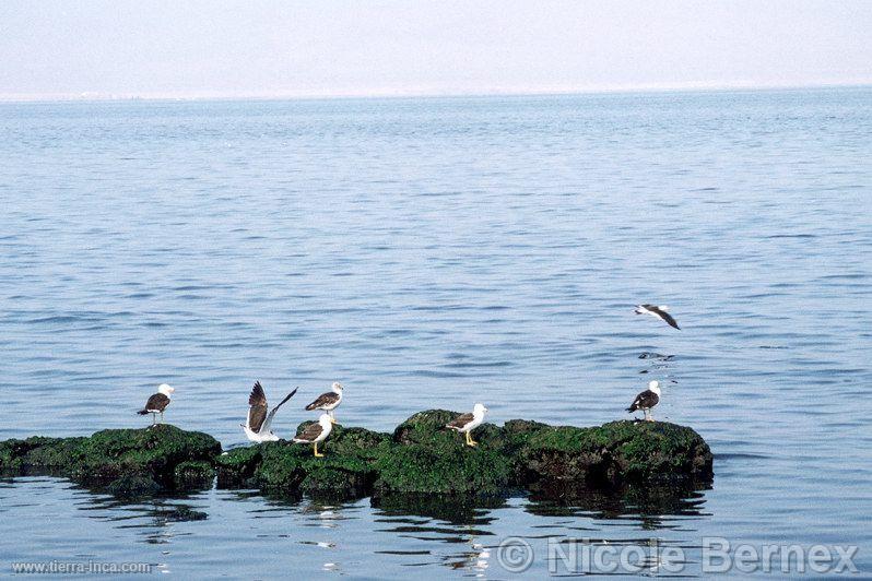 Baha de Paracas