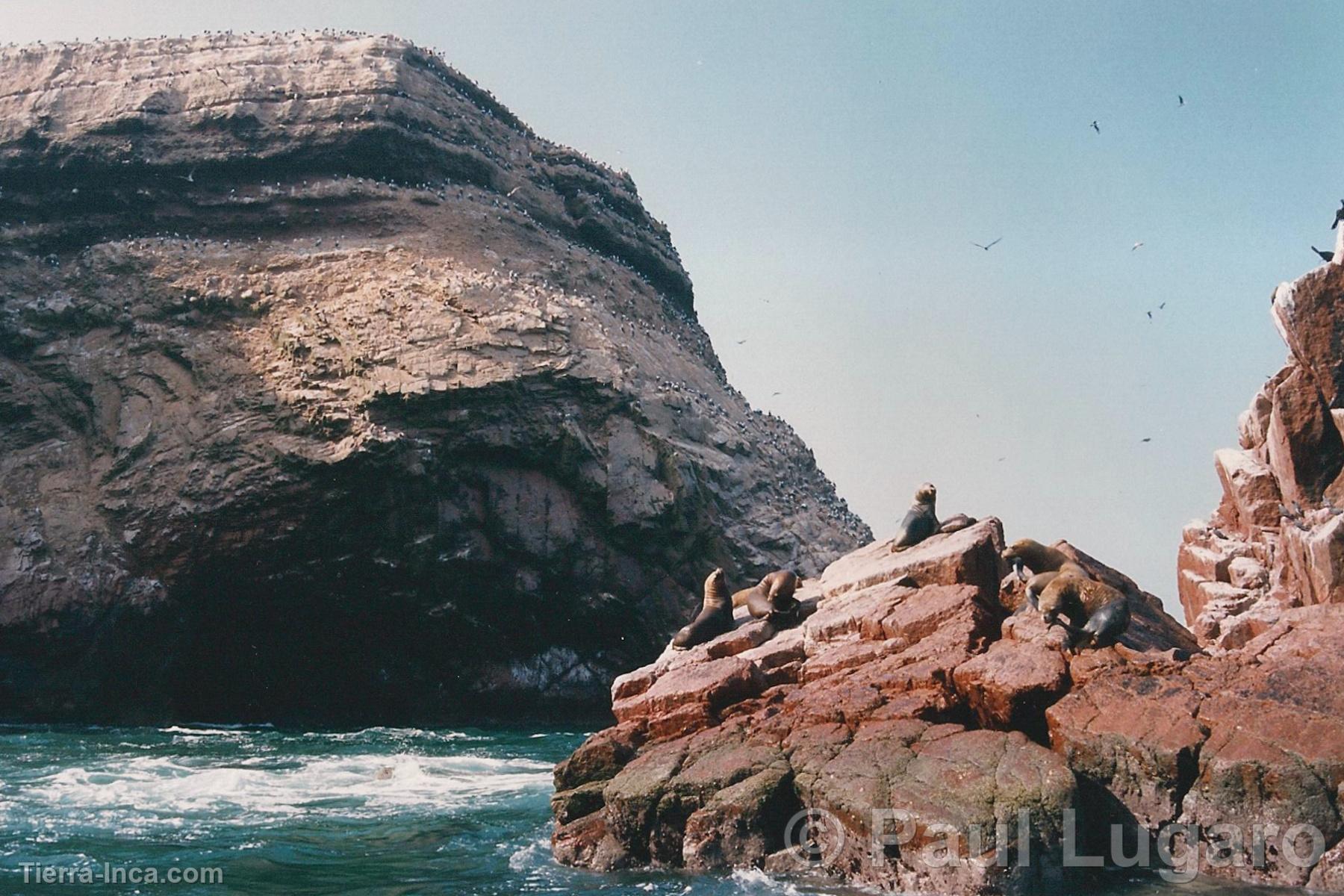 Islas Ballestas, Paracas