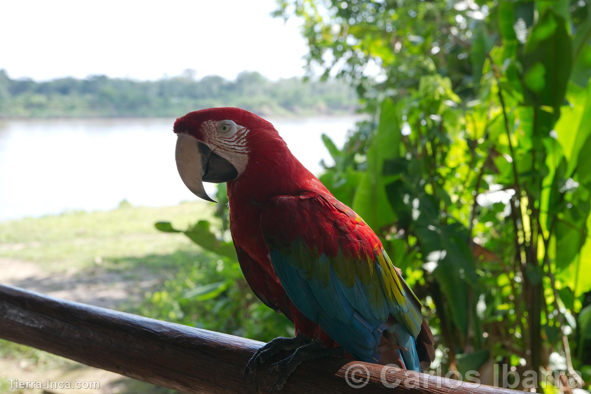 Guacamayo