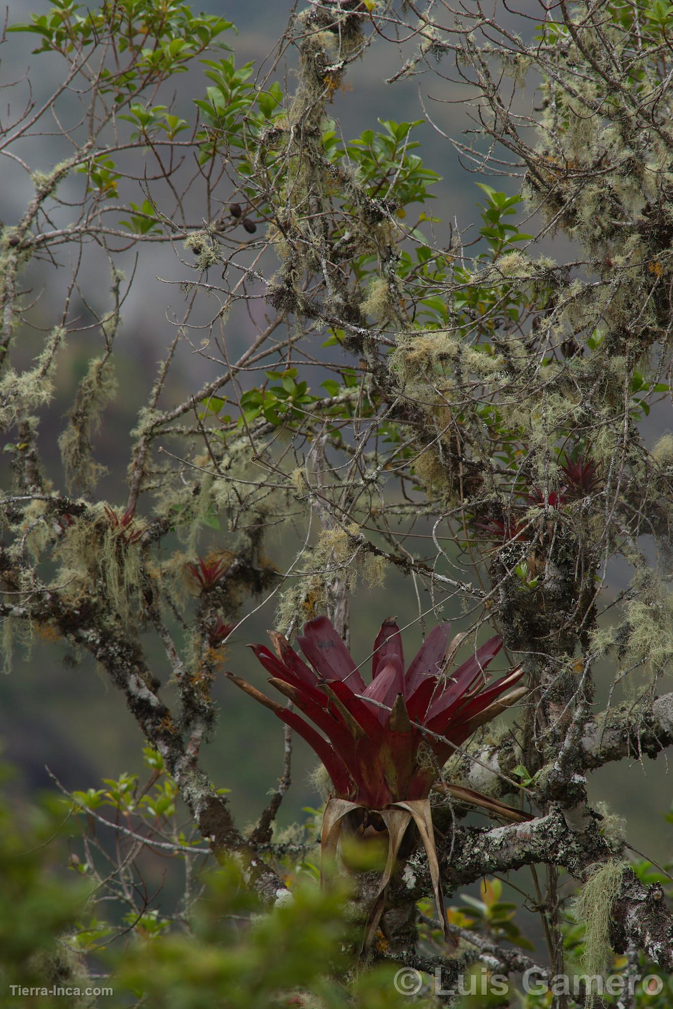 Flores silvestres, Kulap