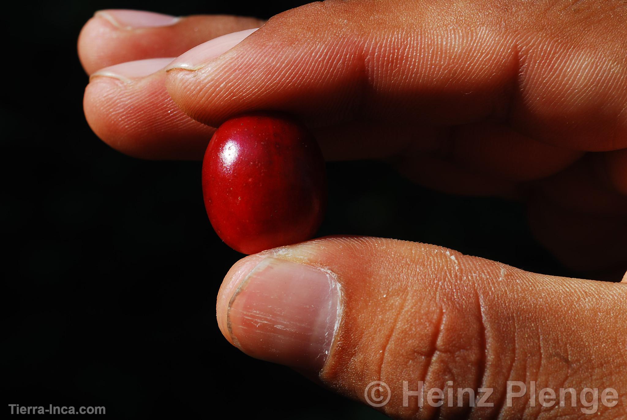 Grano de Caf Cerezo