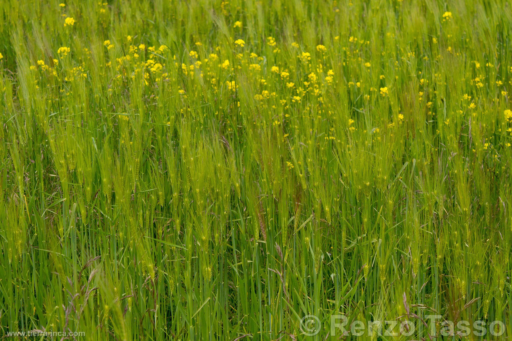 Campo de cebada en el Colca