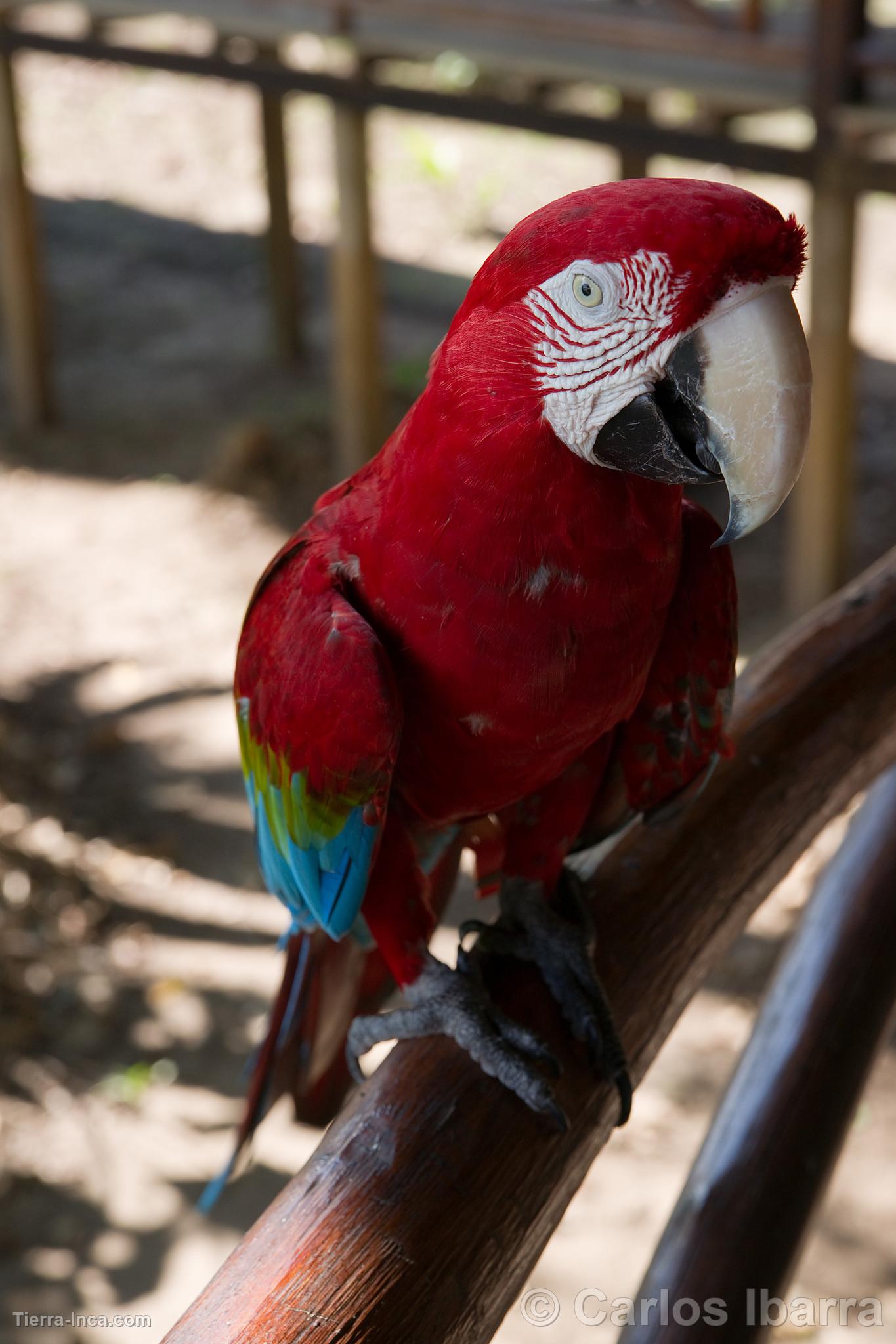 Guacamayo