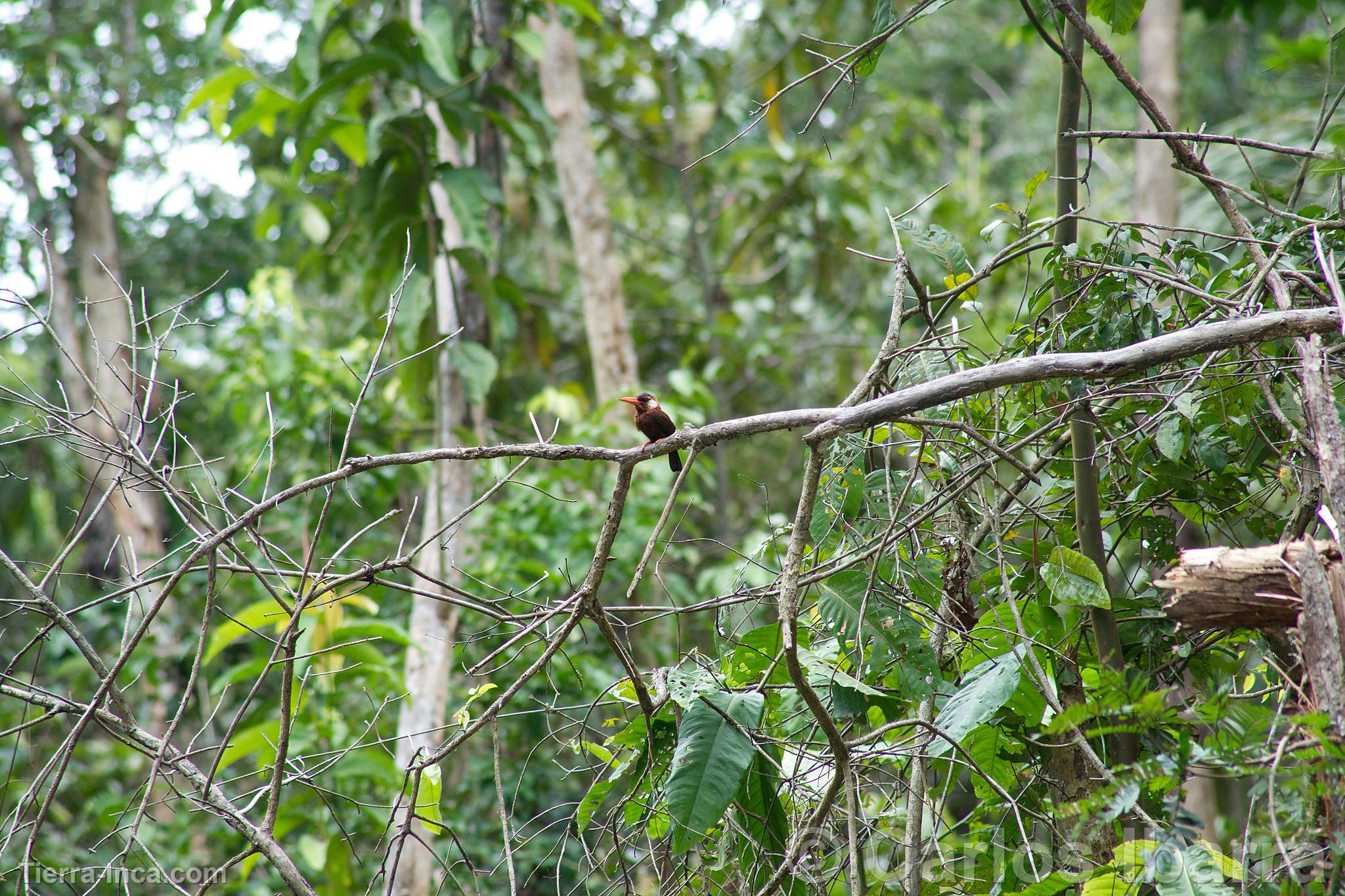 Jacamar de Oreja Blanca