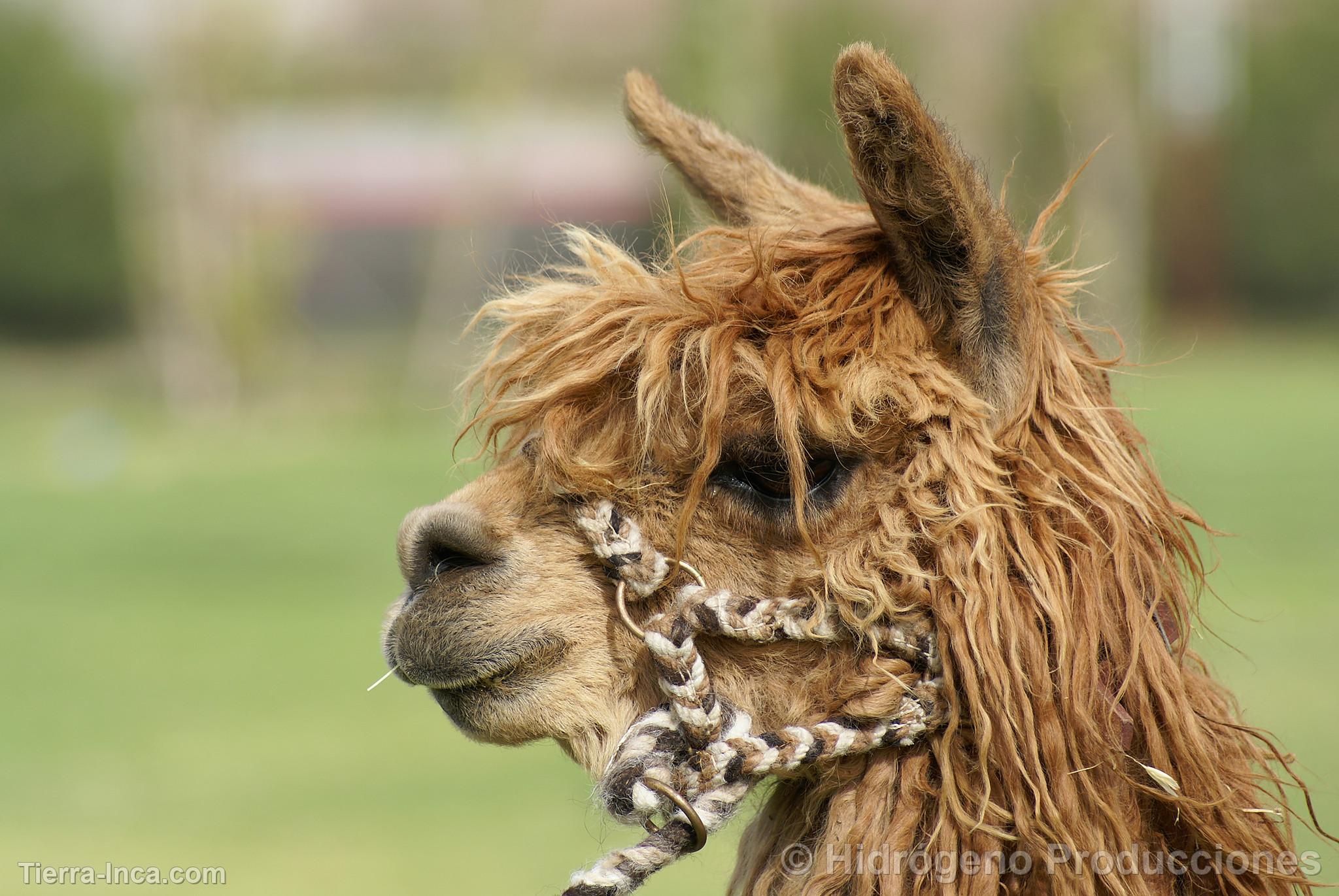 Exhibicin de alpacas