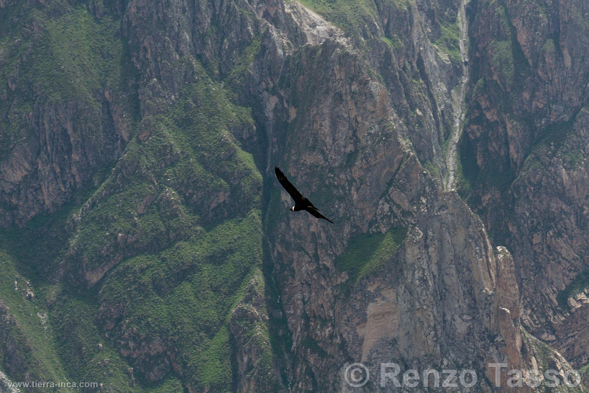 Cndor en el Colca