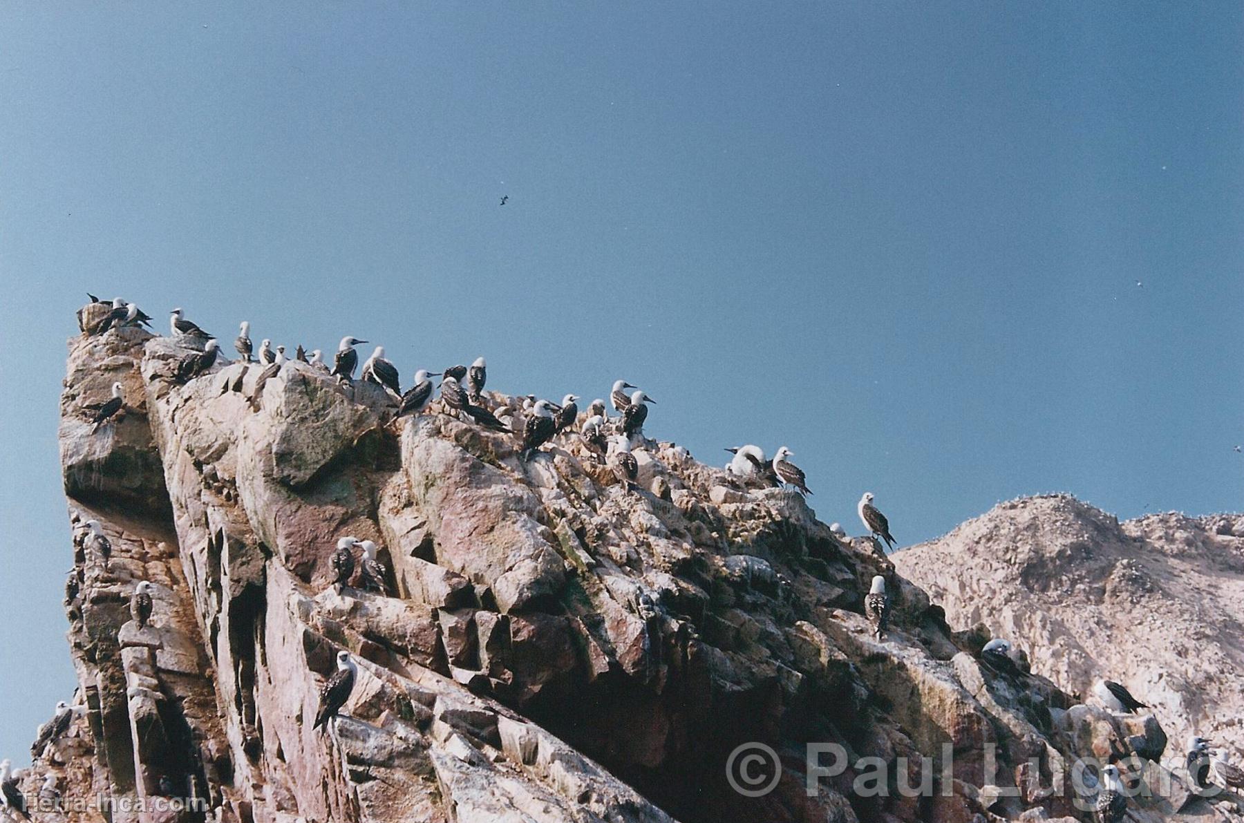 Islas Ballestas, Paracas