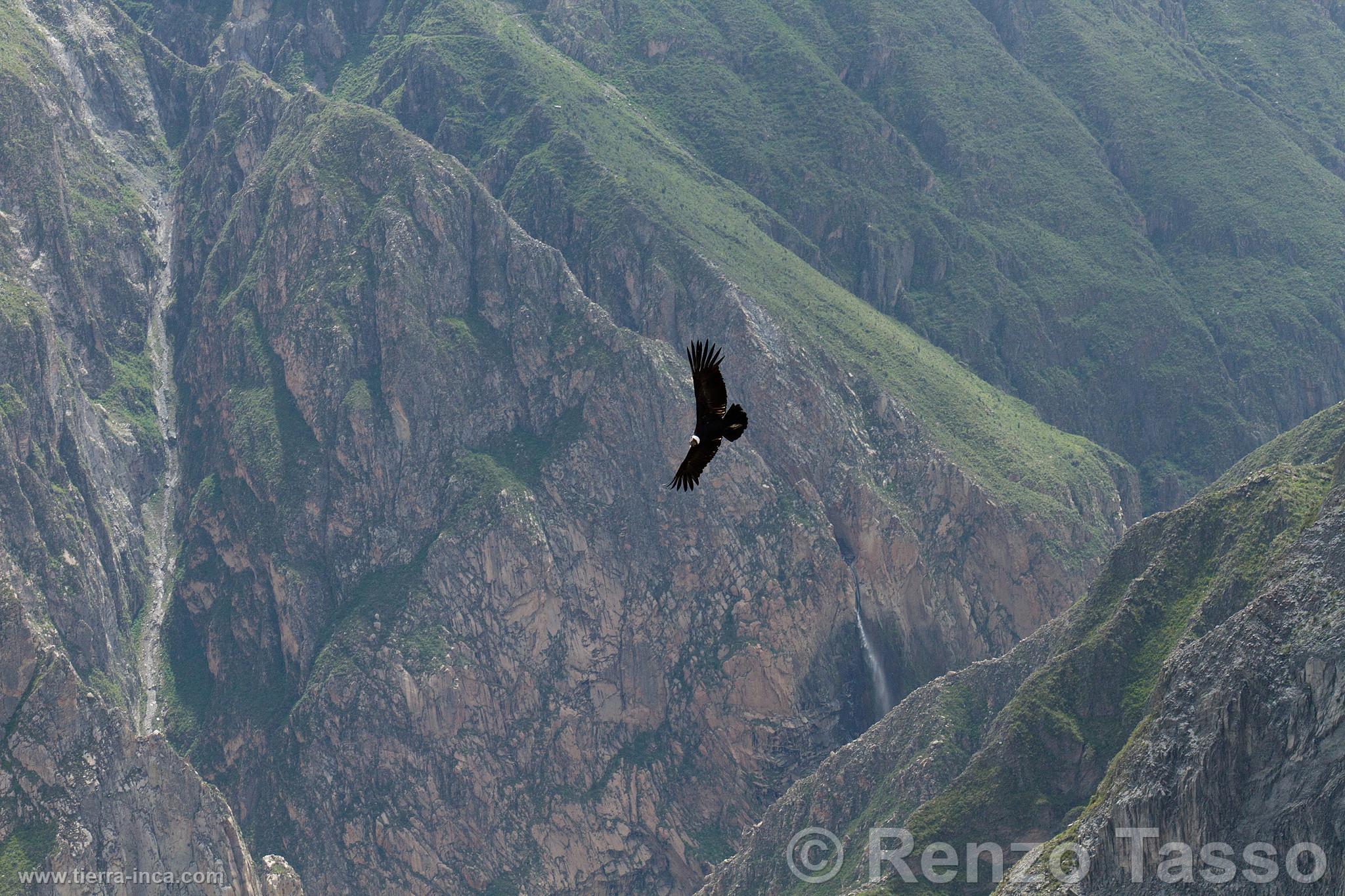 Cndor en el Colca