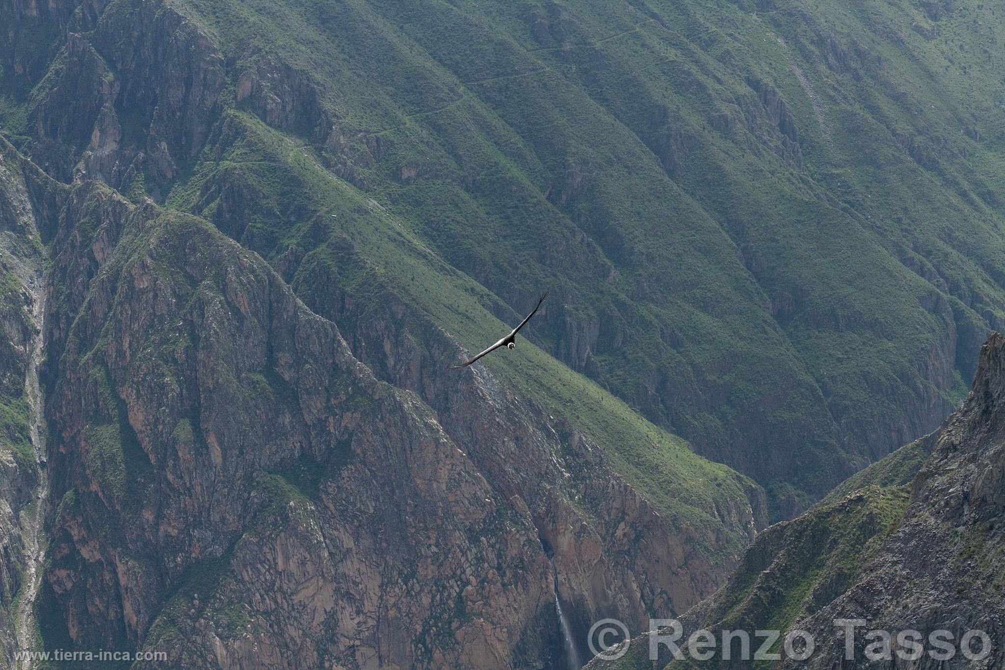 Cndor en el Colca