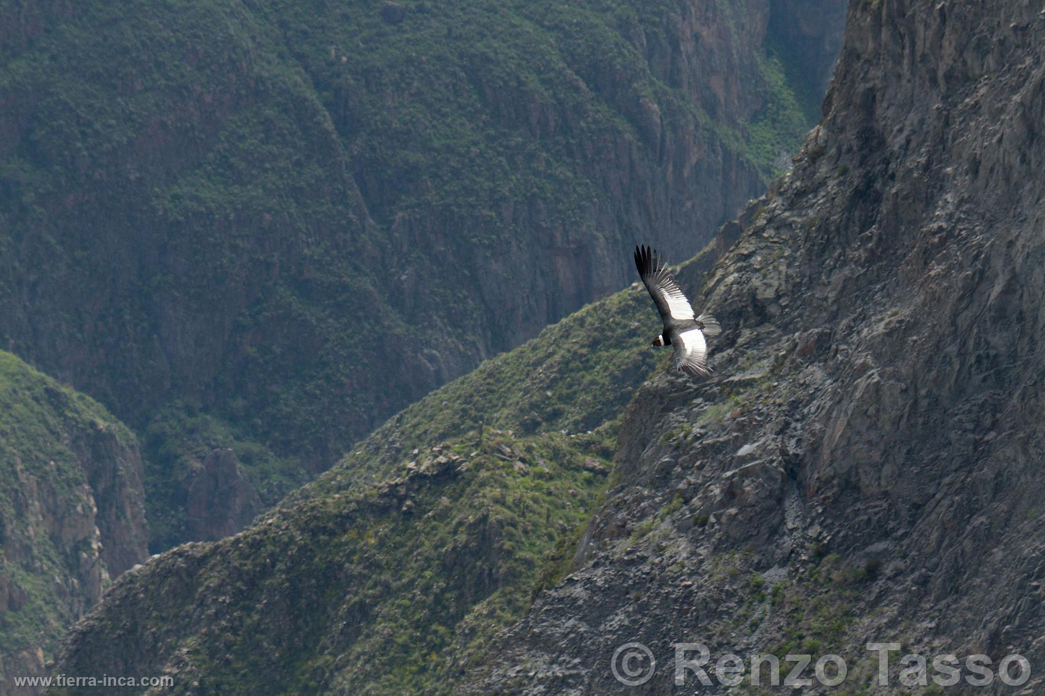 Cndor en el Colca