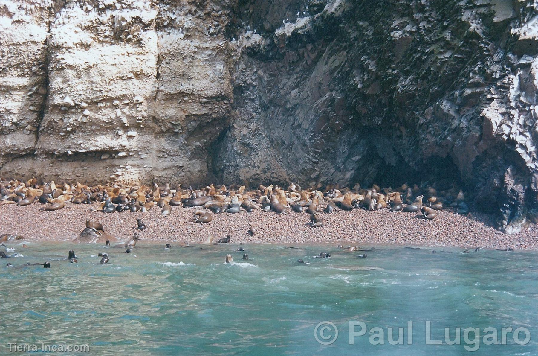 Islas Ballestas, Paracas