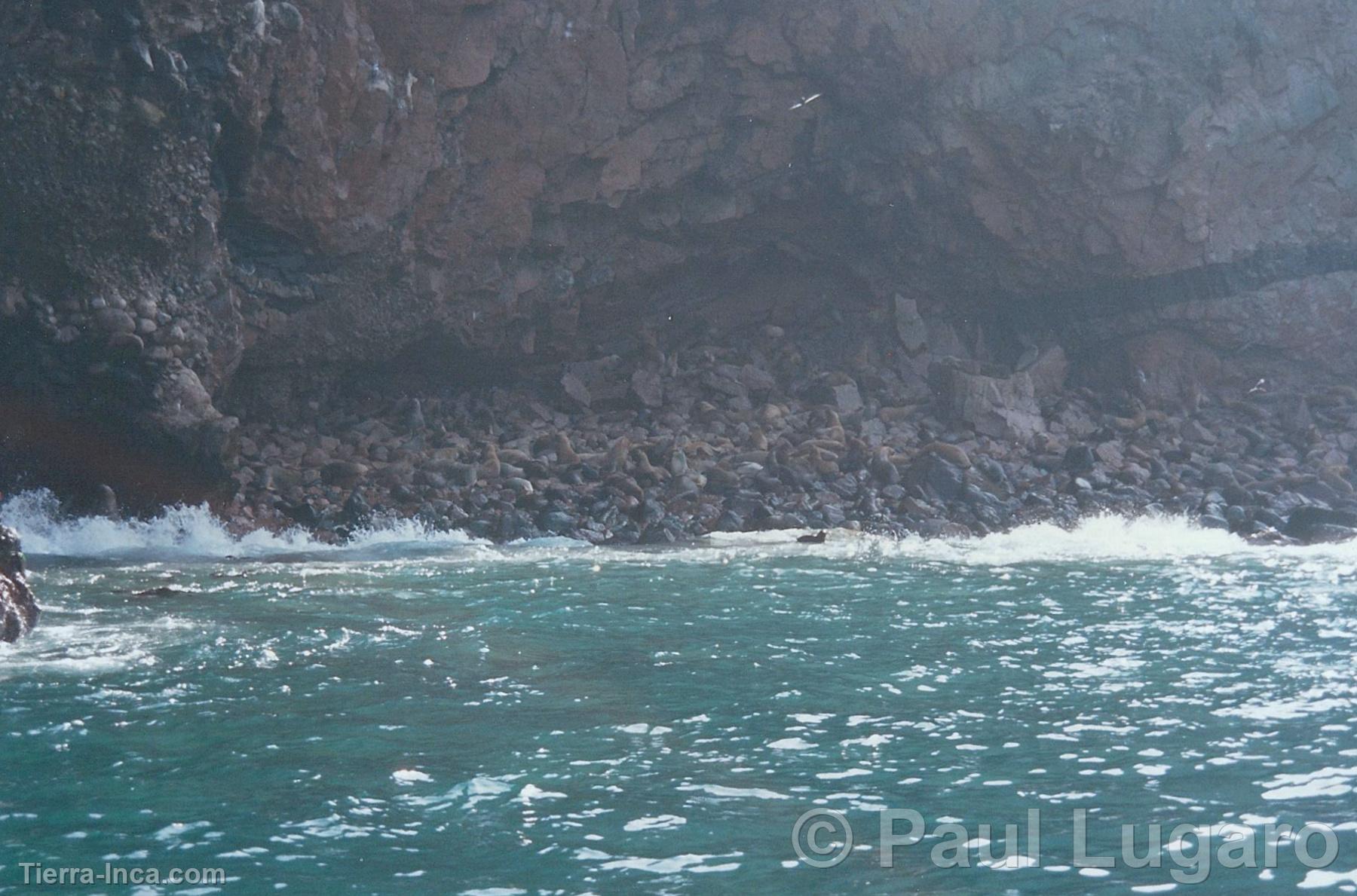 Islas Ballestas, Paracas