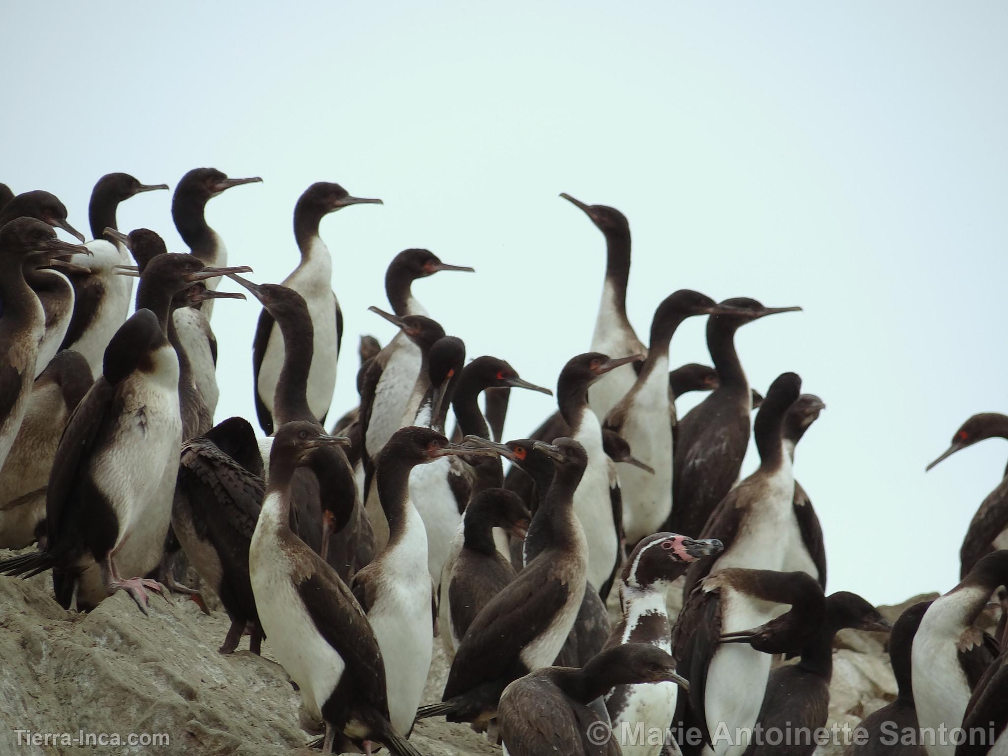 Islas Ballestas, Paracas