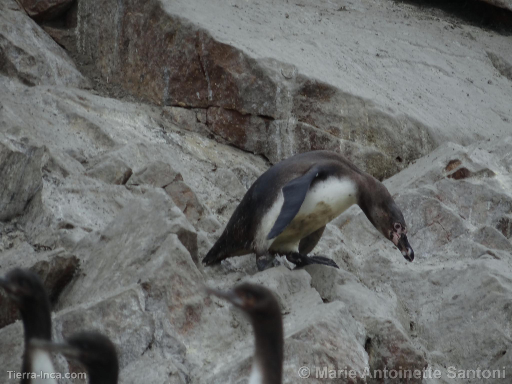 Islas Ballestas, Paracas