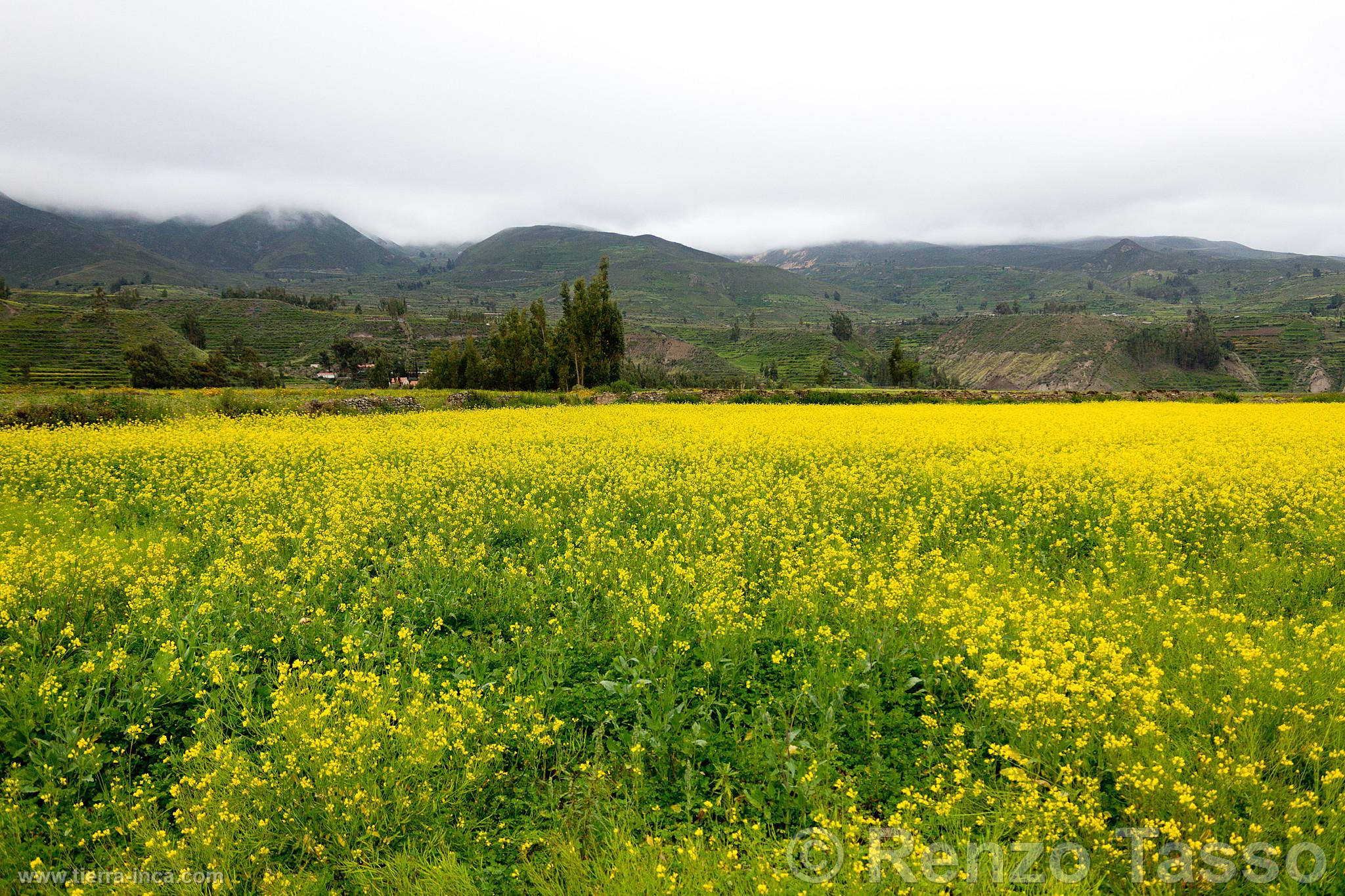 Campia en el valle del Colca