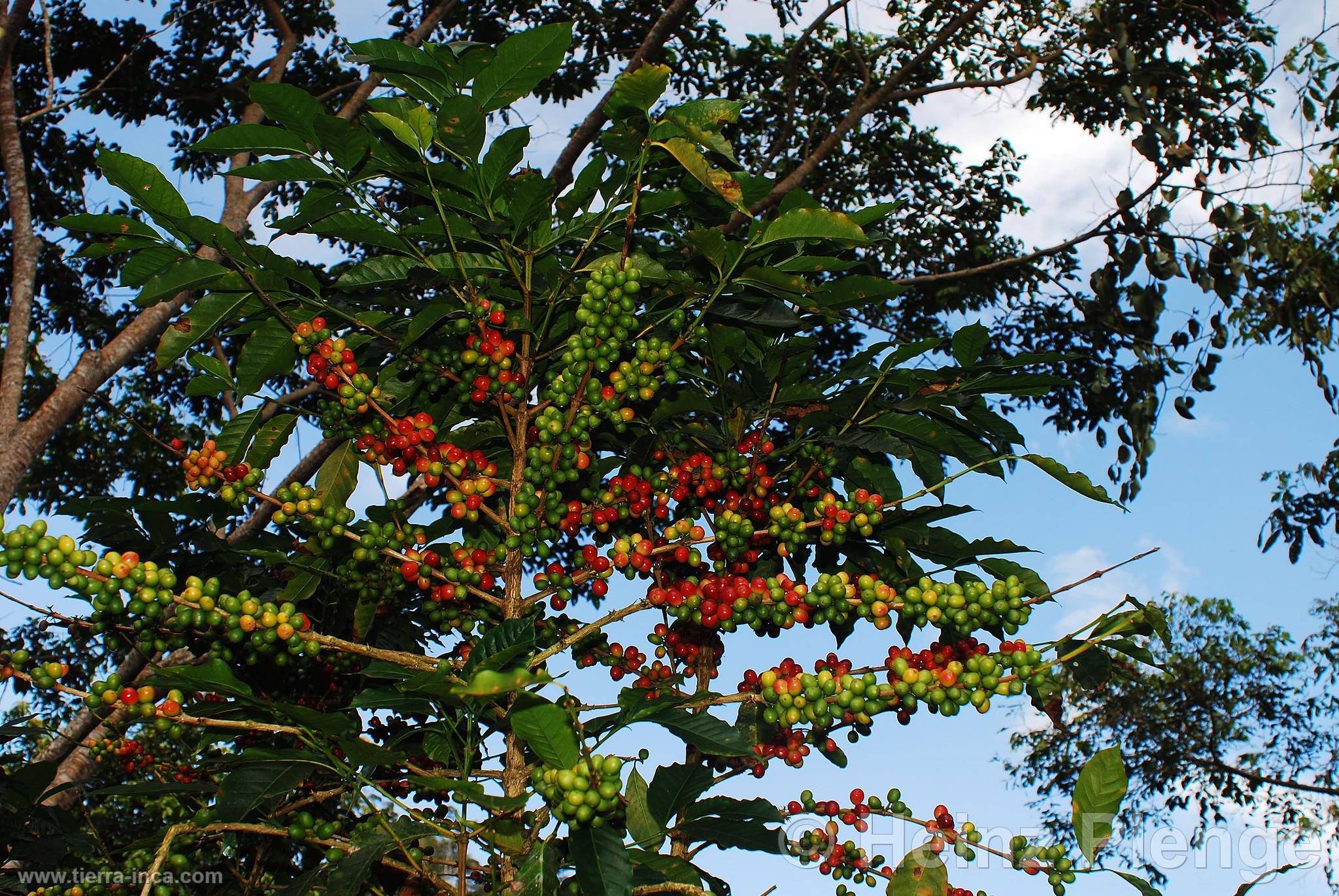 Cultivo de caf bajo sombra