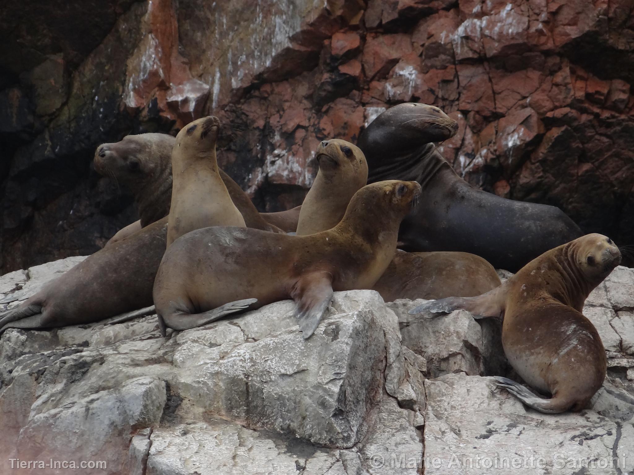 Islas Ballestas, Paracas