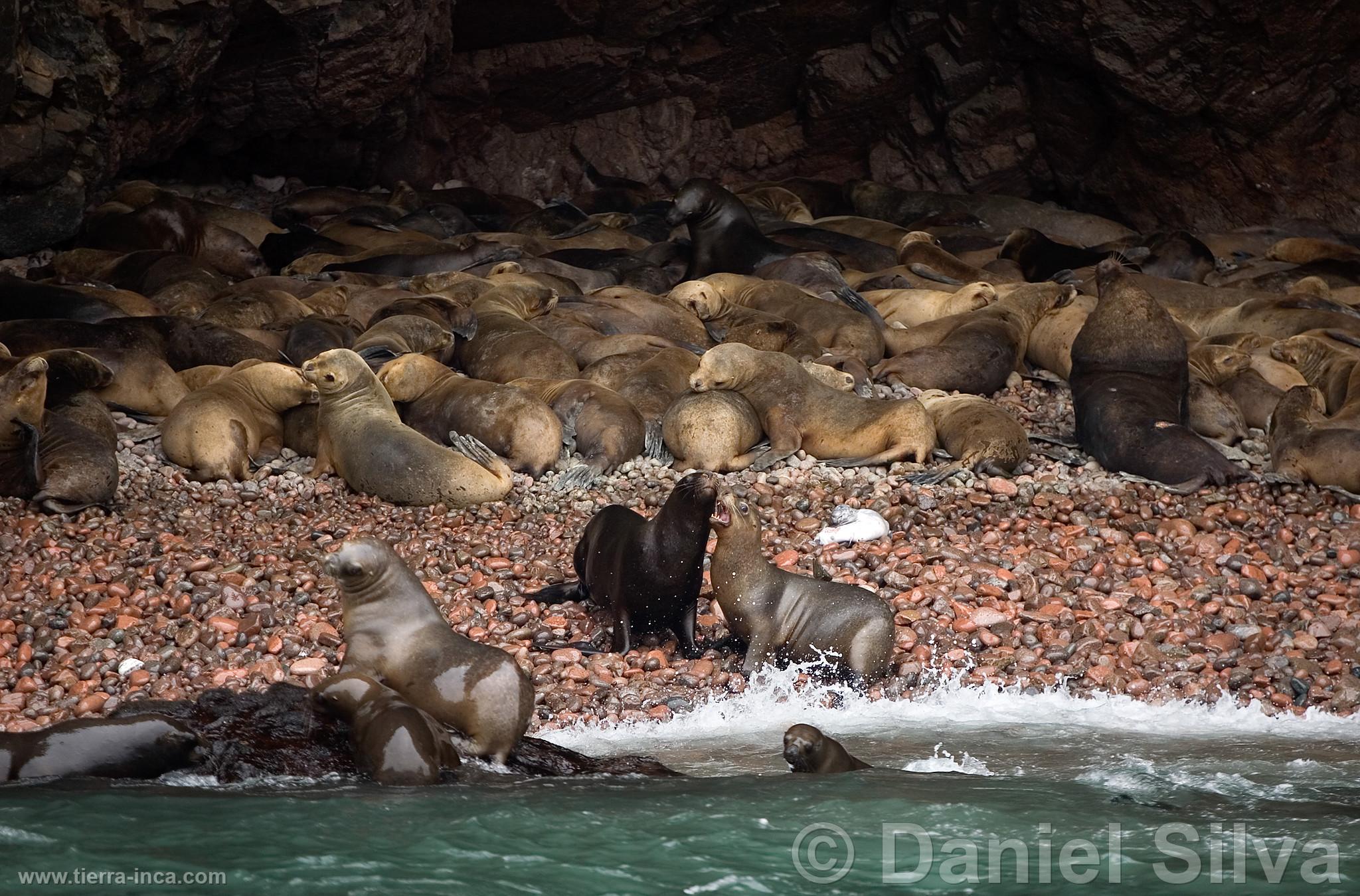 Lobos marinos