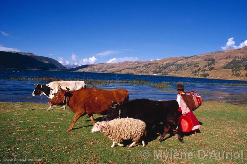 Ganadera en Apurimac