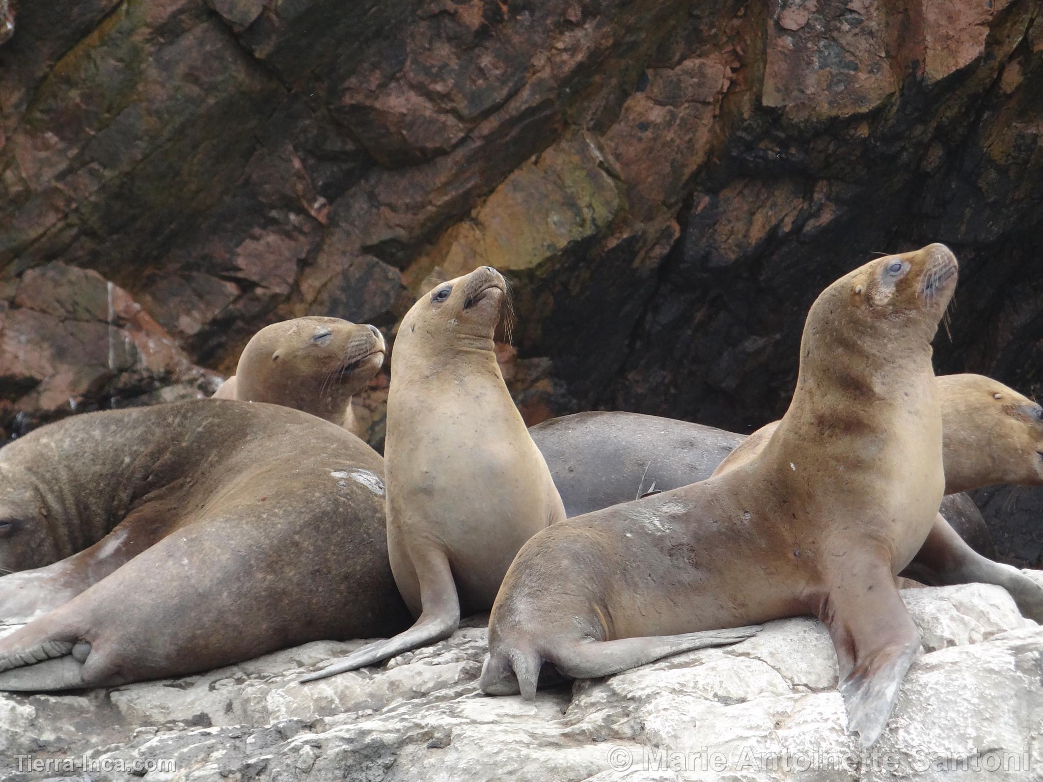 Islas Ballestas, Paracas