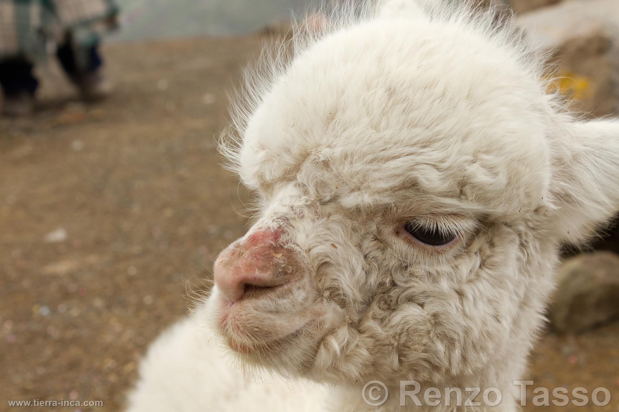 Cra de alpaca en Chivay