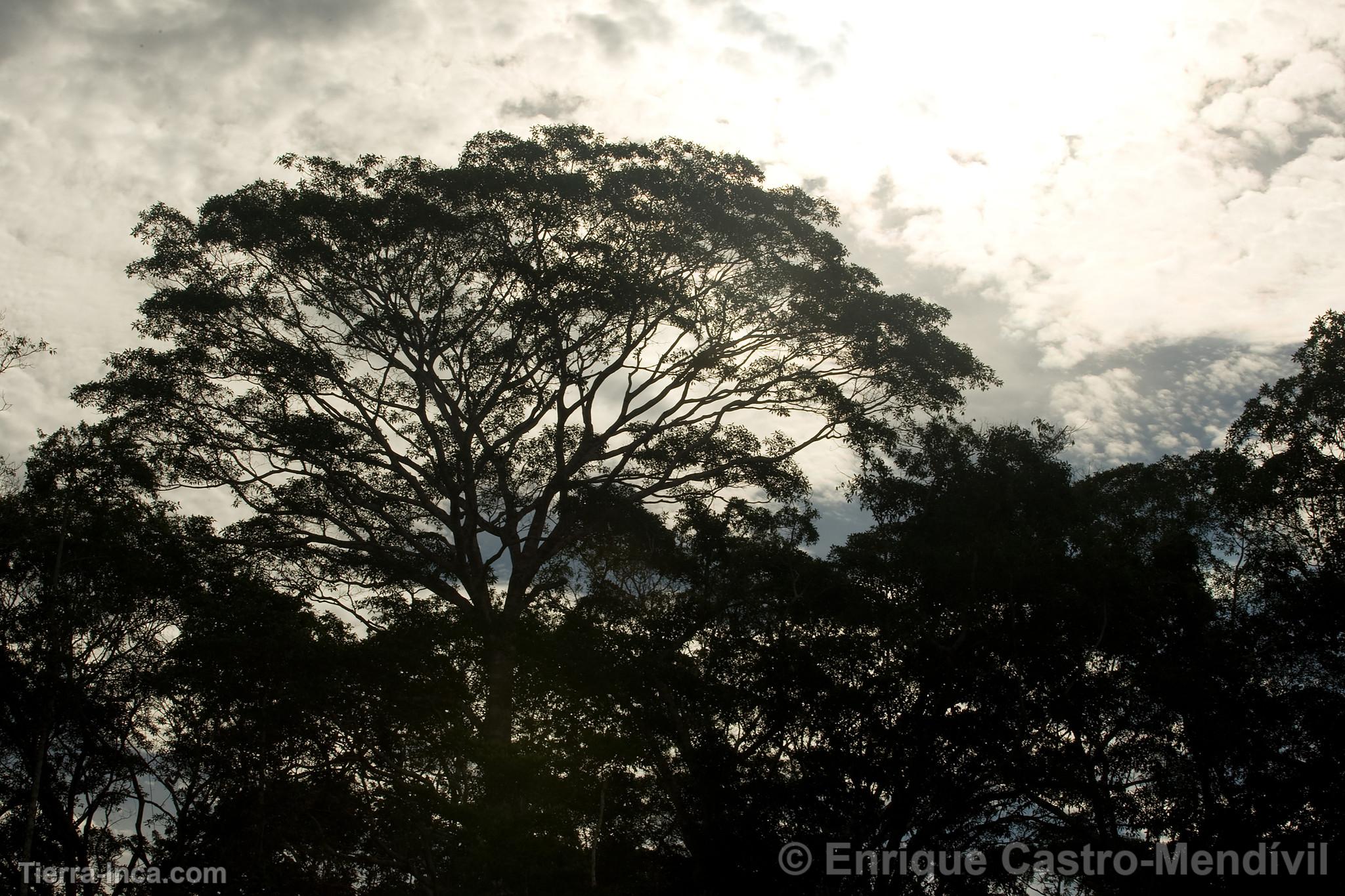 Parque Nacional del Manu