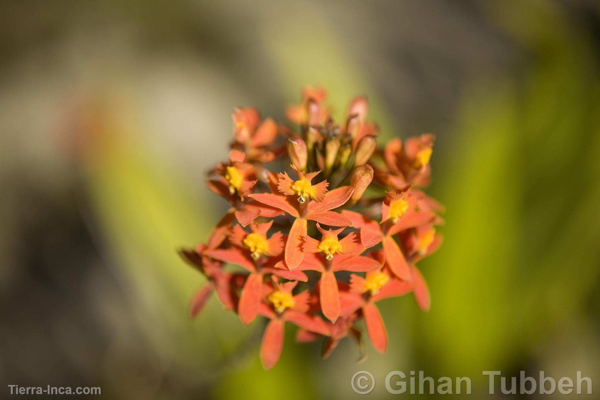 Orquidea en Macchu Picchu