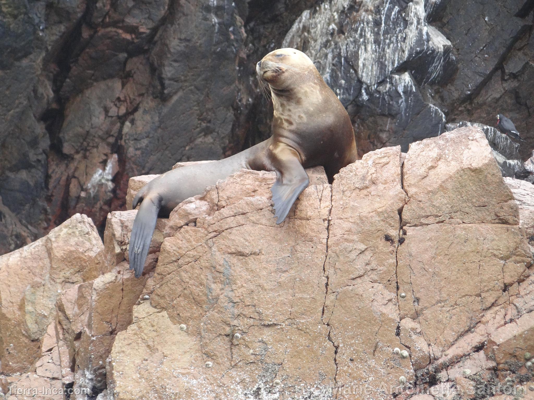 Islas Ballestas, Paracas